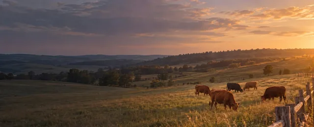 Cows grazing on a hillside pasture at sunset, the hero image of the Heart & Soil Feast for a Year page.